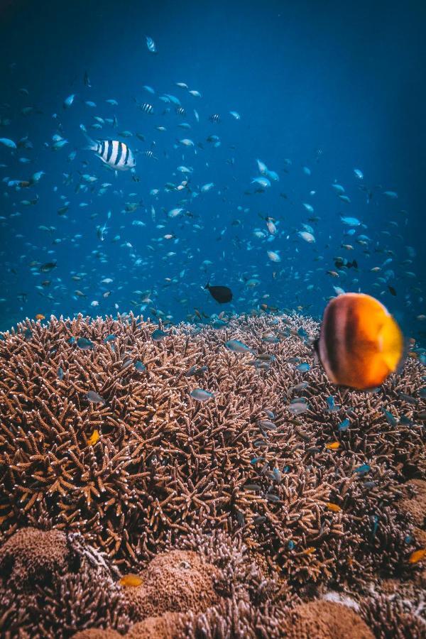 Dpm Koh Tao Diving Hotel & Bar Exterior foto